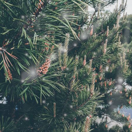 Christmas winter spruce, green, long candles on the tree, the effect of snow.Flank. boke