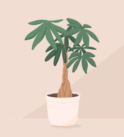 Vector trendy illustration of home plant in a pot. Money bonsai or pachira aquatica. Wooden trunk and large green leaves. Object for decoration.のイラスト素材