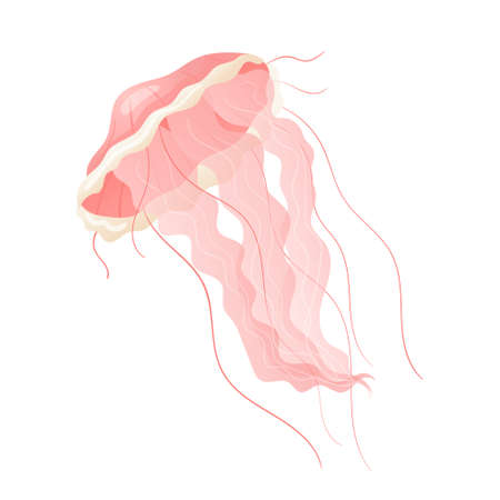 Vector isolated cartoon illustration on white background. Realistic pink jellyfish. Design element for decoration on the theme of marine life.のイラスト素材