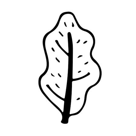 Vector isolated doodle illustration of oak leaf in line art style.のイラスト素材