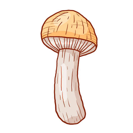 Vector autumn doodle illustration of forest edible porcini mushroom in outline style.のイラスト素材