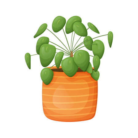 Vector illustration of home plant Pilea in a pot isolated on white background.のイラスト素材