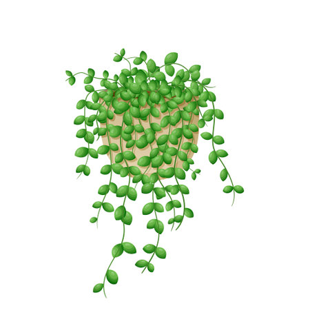 cartoon illustration of home hanging plant String of Nickels in a pot isolated on white background.のイラスト素材