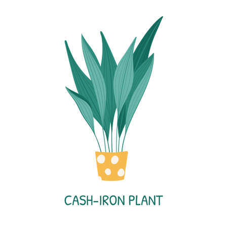 Cartoon potted house plant Aspidistra tall or cash iron.のイラスト素材