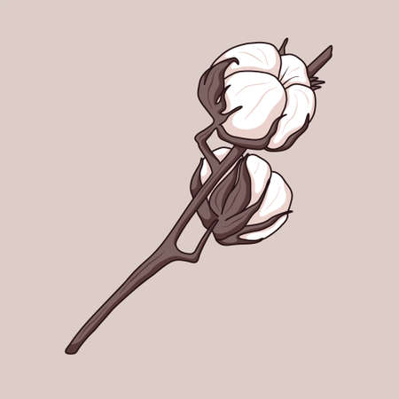 Vector isolated twig with cotton balls or buds.のイラスト素材