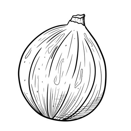 Vector black and white isolated sketch illustration of fig fruit.のイラスト素材