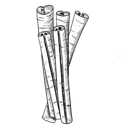 Cinnamon Seasoning Sticks, vector isolated black and white sketch illustration.のイラスト素材