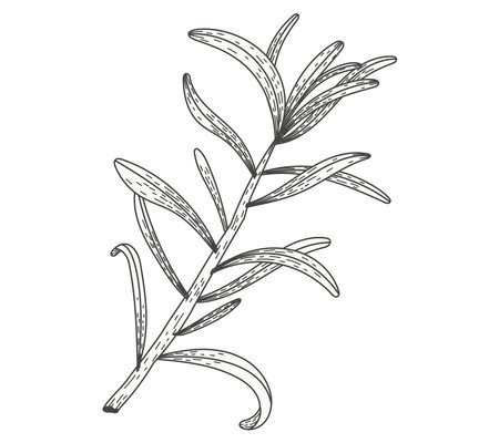 Isolated sea buckthorn sketch branch with leaves. Natural plant, vector flat illustration.のイラスト素材