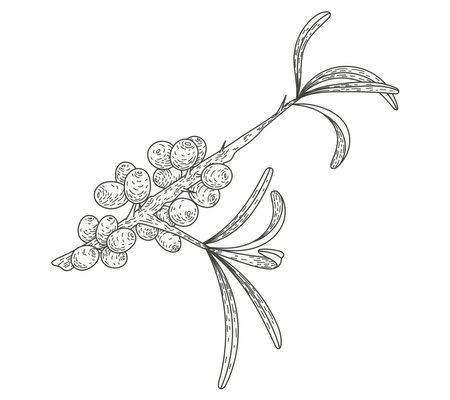 Isolated sketch sea buckthorn branch with leaves and berries. Natural plant, vector flat illustration.のイラスト素材
