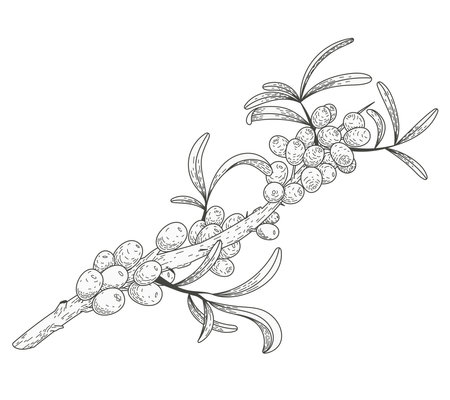 Isolated sketch sea buckthorn branch with leaves and berries. Natural plant, vector flat illustration.のイラスト素材