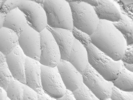 Close-up Textured Surface of Soft, Organic Shapes in Monochrome. Abstract white natural pattern captured in high detail, ideal for backgrounds, design textures, and creative projectsの写真素材