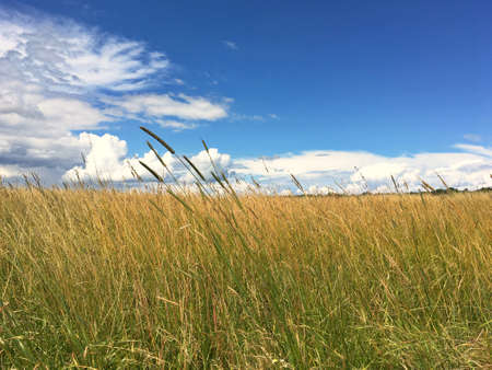 tall grass in the fieldの写真素材