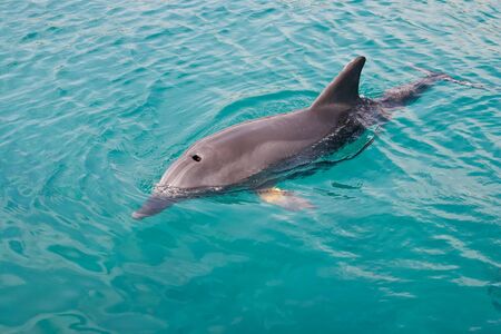 Dolphin swims in the water on the Red Seaの写真素材