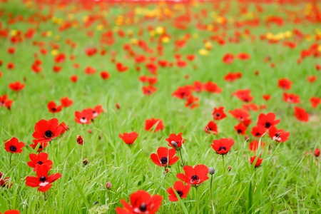 Soft background - Summer meadow with red poppiesの写真素材