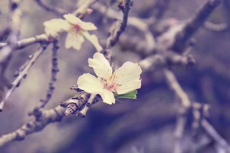 branch blooming almondsの写真素材