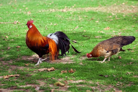 Cock with hen walk on the green meadow.の写真素材
