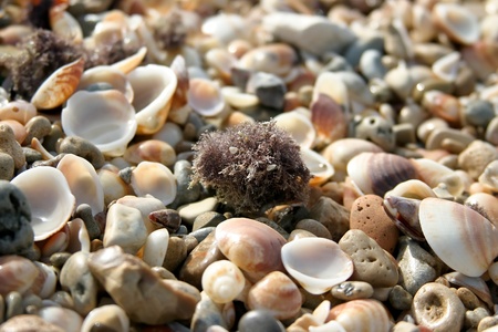 Many shells on background horizontal.の写真素材