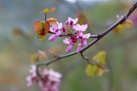 branch of a flowering tree with pink flowers (copy space)の写真素材