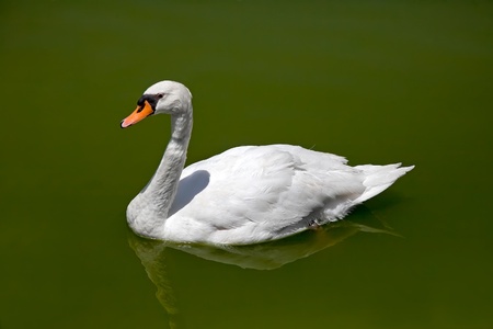White swan floating on the lake.