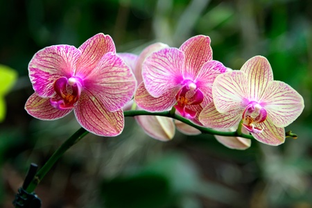 Beautiful purple and yellow orchid flower - phalaenopsisの写真素材