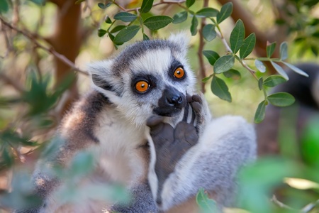 Ring-tailed lemur  Lemur catta 