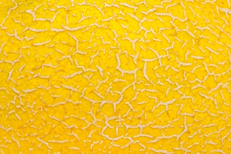 Melon Skin  peel  texture cose up の写真素材