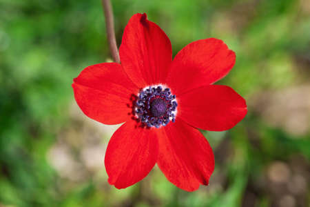 Red poppy on green background close upの写真素材