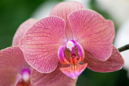 Beautiful purple orchid - phalaenopsis. Phalaenopsis known as the Moth Orchid.の写真素材