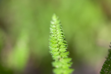Close up fresh green grass texture backgroundの写真素材