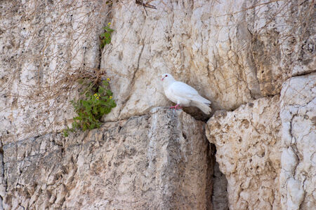 Notes at the crack of the Wailing Wall and a sparrow. The Wailing Wall is located in the Old City of Jerusalem at the foot of the western side of the Temple Mount.の写真素材