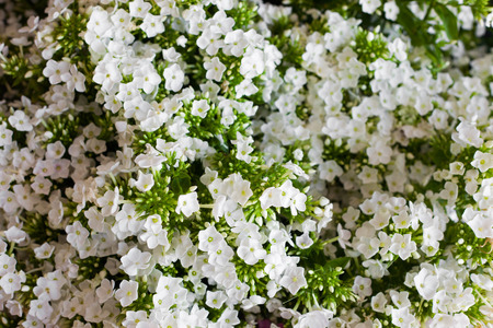 White Hydrangea flower. Hydrangea - common names Hydrangea and Hortensia. Full frame background.