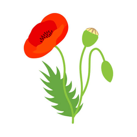 Red poppy flower, isolated on white background.のイラスト素材