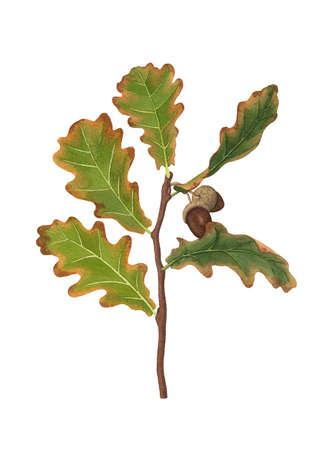 Autumn oak branch. Watercolor illustration for your design. Element on a white background.の写真素材
