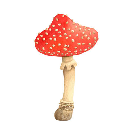 Fly agaric mushroom. Watercolor illustration.の写真素材