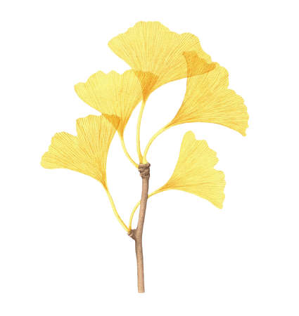 Yellow ginkgo biloba branch with leaves.の写真素材