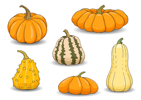Hand drawn vector set of pumpkins. Pumpkins of different varieties on a white background.のイラスト素材