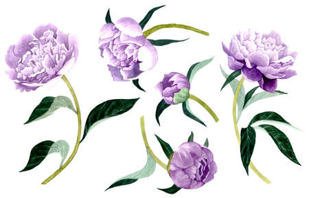Peony flowers on a white background. Watercolor elements.の写真素材