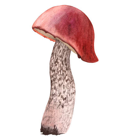 Boletus. Watercolor hand painted element on white background.の写真素材