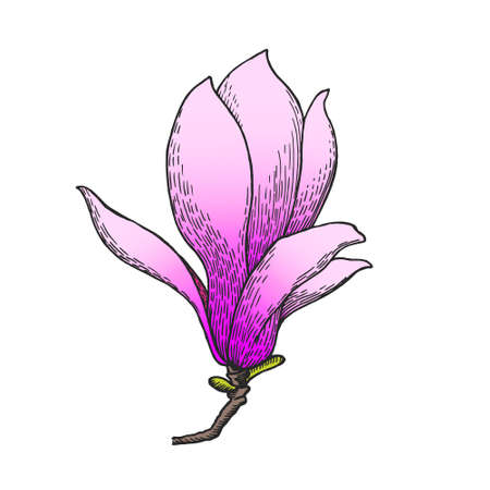 Magnolia. Pink magnolia bud illustration. Hand-drawn botanical illustrations. Vector.のイラスト素材