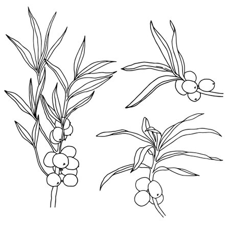 Sea buckthorn. Doodle collection with branches, berries and sea buckthorn leaves. hand drawn illustration.のイラスト素材