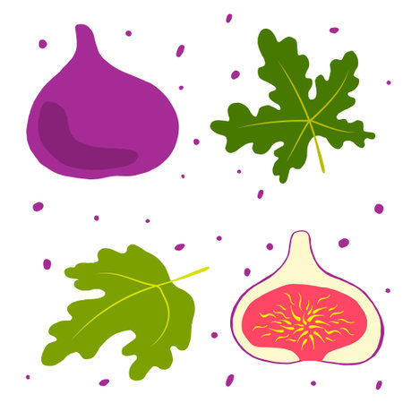Collection of figs. Juicy, ripe fig fruits and green leaves. Vector illustration.のイラスト素材