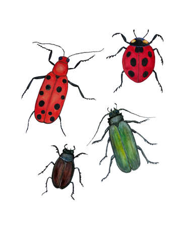 Watercolor beetles paint. Seven-point cow beetle, Baby beetle, Spanish Fly, Blister, Red Milk beetle, dung beetle.の写真素材