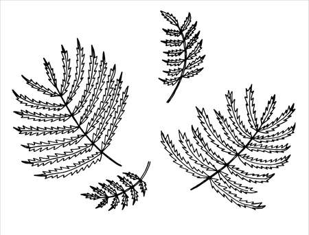 Simple grass leaves in the doodle style. Contours of needle-shaped leaves. Black scribbles on a white backgroundのイラスト素材