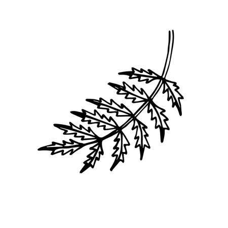 Hand Drawn Stroke Serrated Leaf. Gagged leaf drawn by hand on a white background. Black scribbles on a white background. Doodle.のイラスト素材