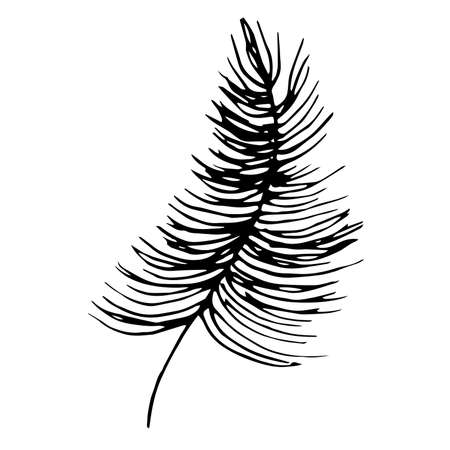 Leaf vector drawing of a plant. Palm Leaf Isolated. Peacock feather. Black scribbles on a white backgroundのイラスト素材