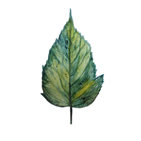 Watercolor green tea leave closeup isolated on white background. Leaf of tree drawn in ink and watercolorの写真素材
