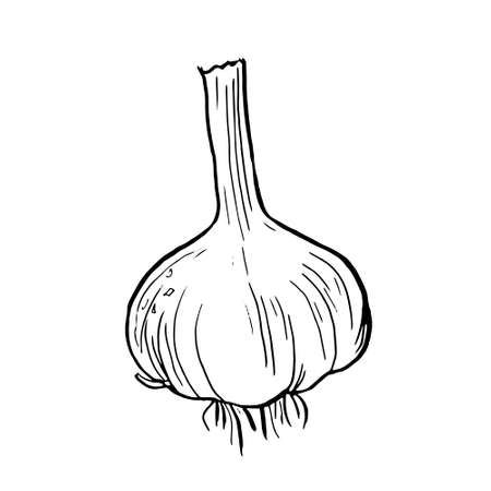 Doodle garlic icon in vector. Hand drawn garlic illustration in vector. Doodle garlic illustration in vectorのイラスト素材