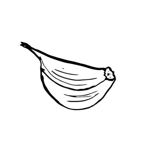 Garlic clove hand drawn sketch vector illustration isolated on white background. Garlic vegetable monochrome black and white hand drawing for food seasoning packs.のイラスト素材