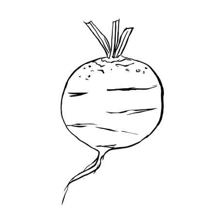 vector black hand drawn illustration of beet. Sketch doodle beetのイラスト素材