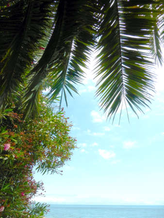 Huge date palm leaves on a sunny sky background. Summer. Sea horizon. Resortの写真素材